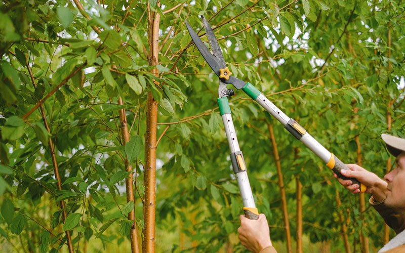 Tree trimming in Ballantine, MT