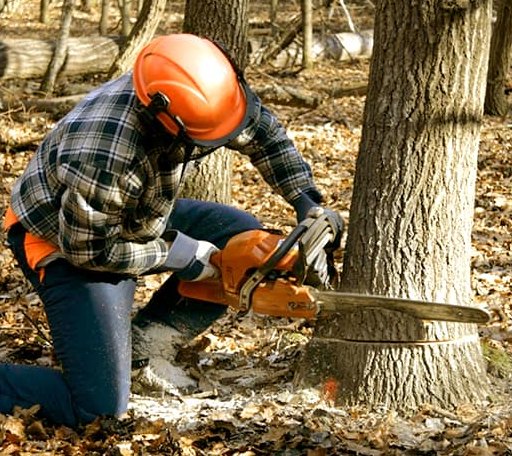 Tree Removal in Ballantine, MT